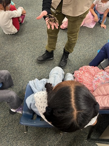 3rd graders tarantula