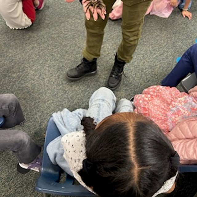 3rd graders tarantula